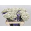 Ozothamnus  'Cooks Snow White'