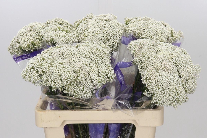 Ozothamnus  'Cooks Snow White'