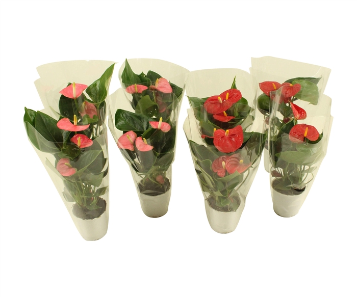 <h4>Anthurium Flamingomix 9cm in blanco hoes</h4>
