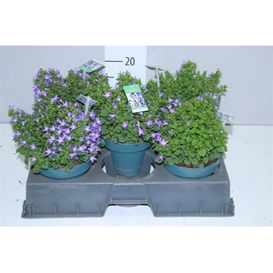 Campanula Poscharskyana