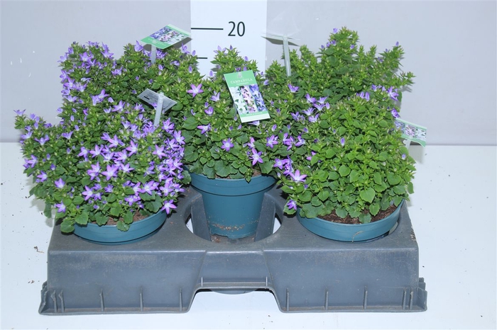 <h4>Campanula Poscharskyana</h4>