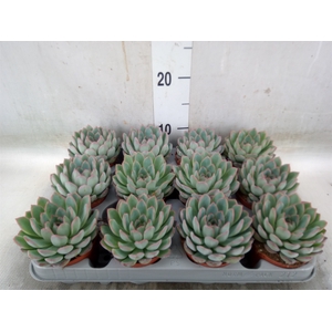 Echeveria  'Apus'