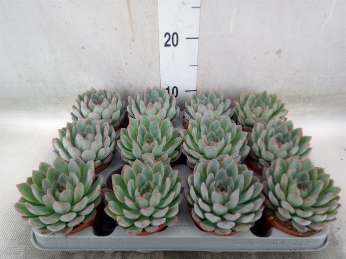<h4>Echeveria  'Apus'</h4>