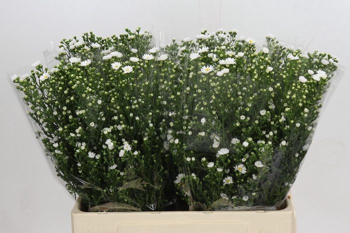 <h4>Aster Paquita</h4>