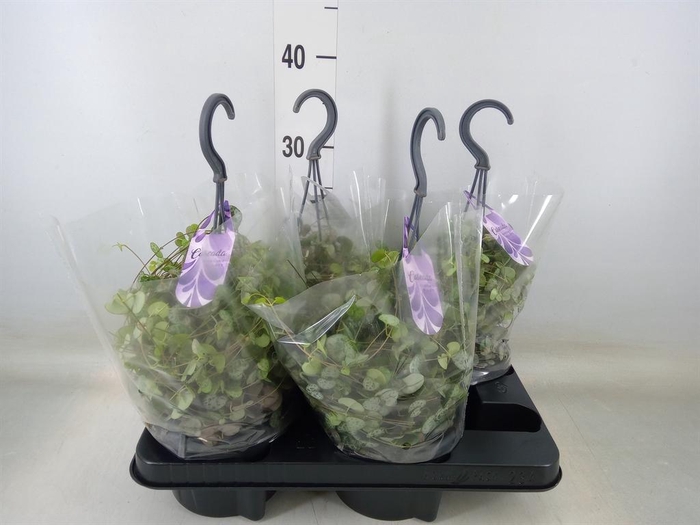 <h4>Chlorophytum com. 'Variegatum'</h4>