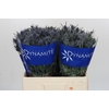 Eryngium Blue Dynamite