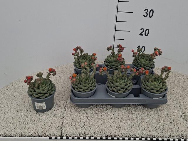 <h4>ECHEV GILVA</h4>