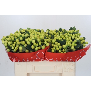 Hypericum Smiley Romance