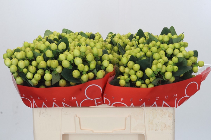 <h4>Hypericum Smiley Romance</h4>