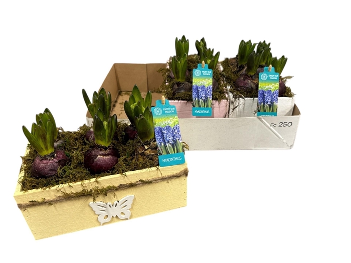 <h4>ARR HYACINTH</h4>