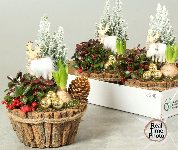 arr8 Arr Tuinplanten In Houtschors Kuip