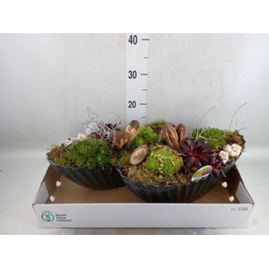 Arr.  Sempervivum L%