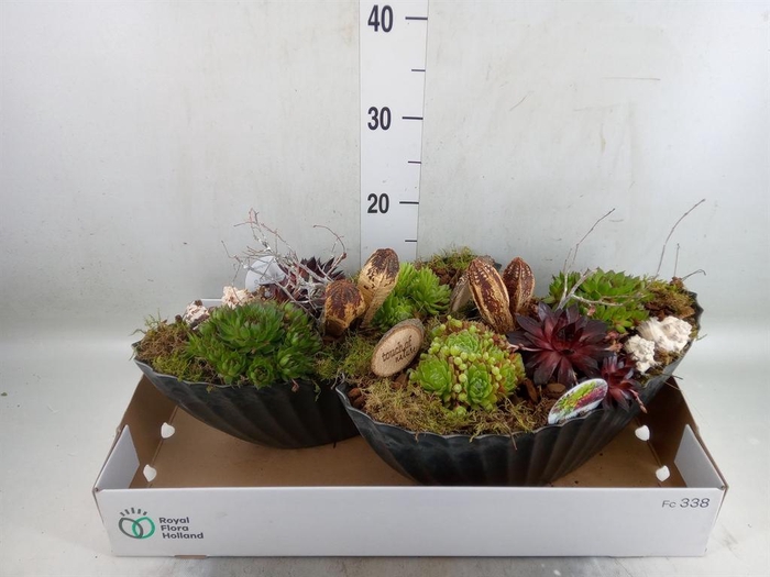 <h4>Arr.  Sempervivum L%</h4>