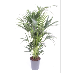 Howea forsteriana 10 per pot