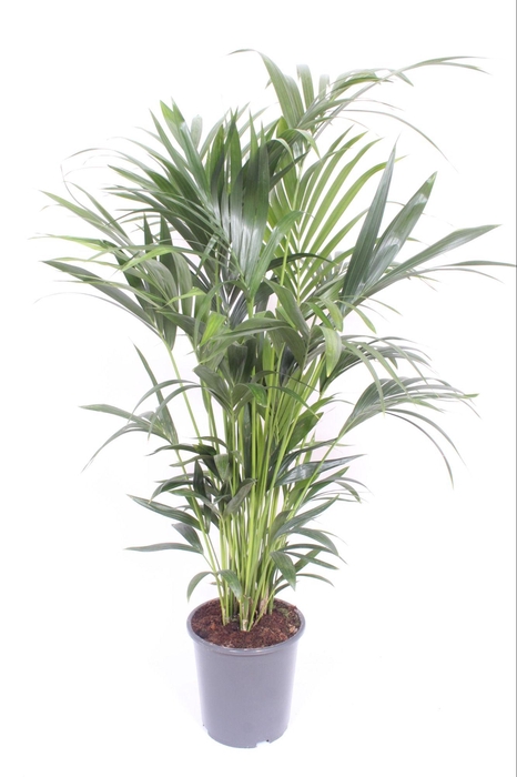 <h4>Howea forsteriana 10 per pot</h4>