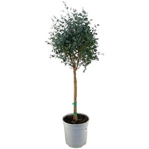 EUCAL GUNNII
