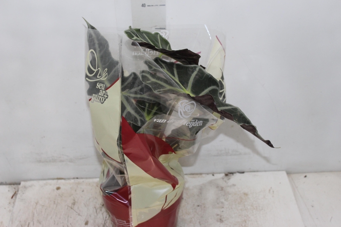 <h4>ALOCASIA AMAZONICA P17</h4>
