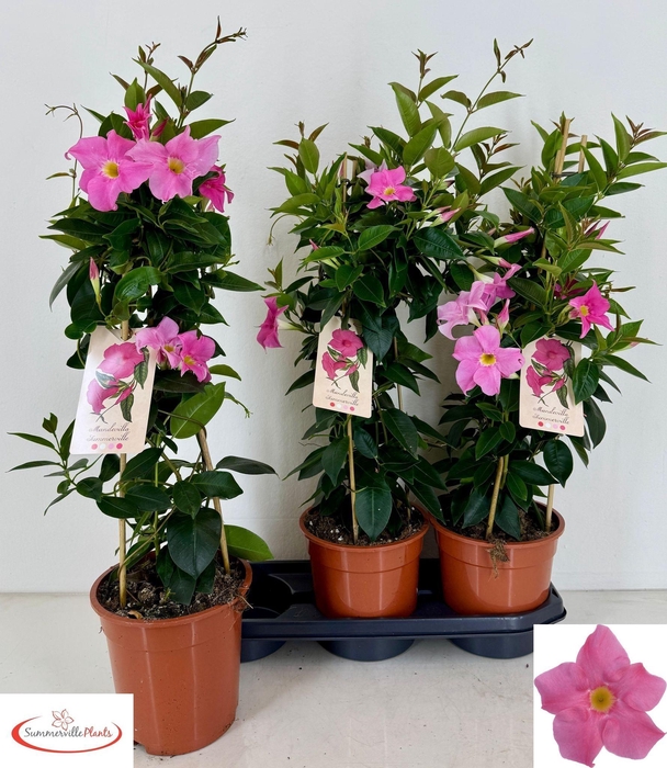 <h4>MANDE RIO EL PINK</h4>