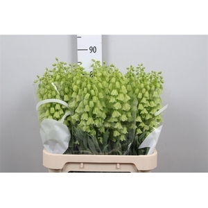Fritillaria Ivory Bells