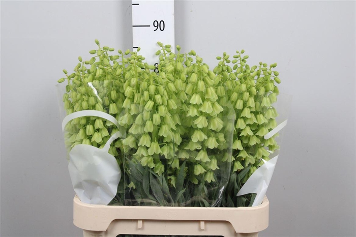 Fritillaria Ivory Bells