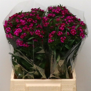 Di Barb Amazon Purple