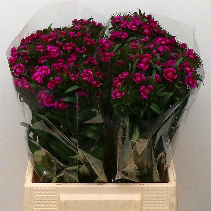 <h4>Di Barb Amazon Purple</h4>
