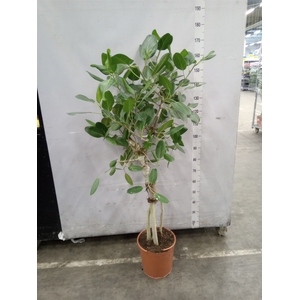 Ficus benghalensis 'Audrey'