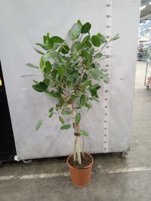<h4>Ficus benghalensis 'Audrey'</h4>
