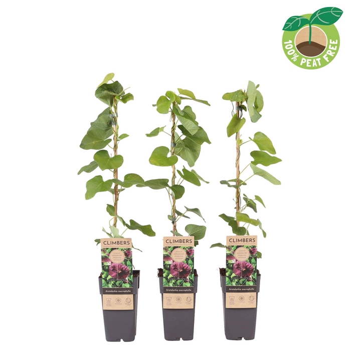 <h4>Aristolochia macrophyll</h4>