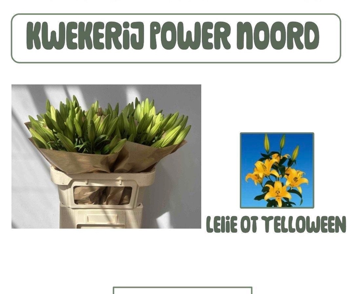 <h4>LI OT YELLOWEEN</h4>