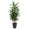 Dracaena Cintho