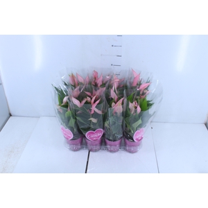 ANTHURIUM LILLI P09 ROSA