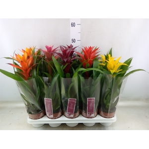 Guzmania   ...mix