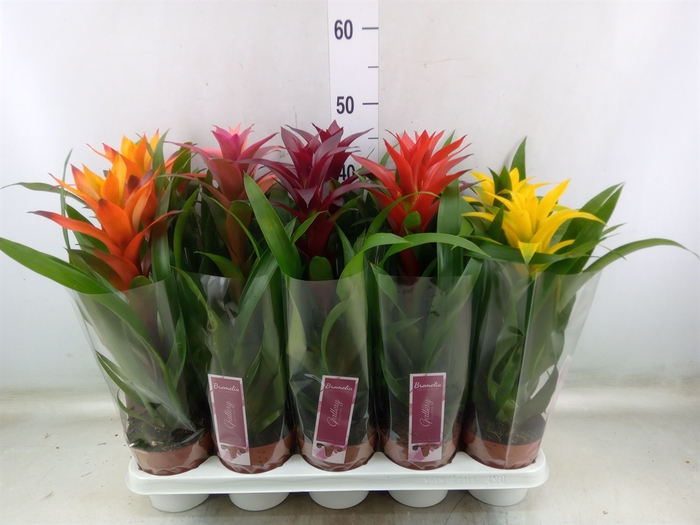 <h4>Guzmania   ...mix</h4>