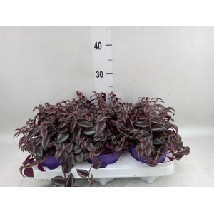 Tradescantia   ...