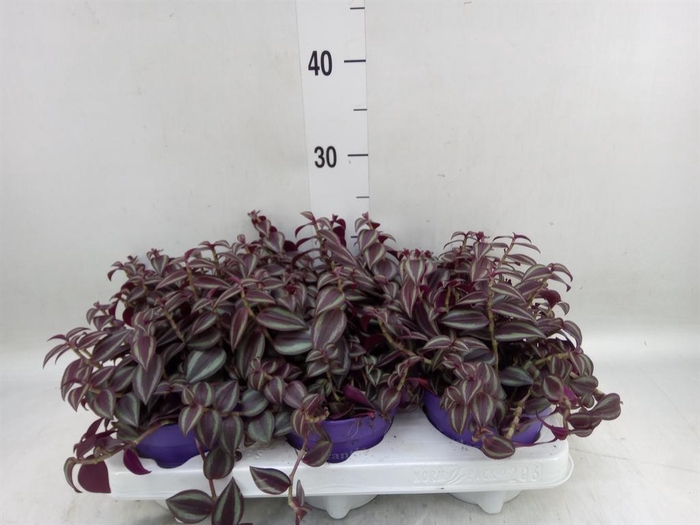 <h4>Tradescantia   ...</h4>