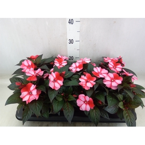 Impatiens NG 'ColPow Coral Flame'