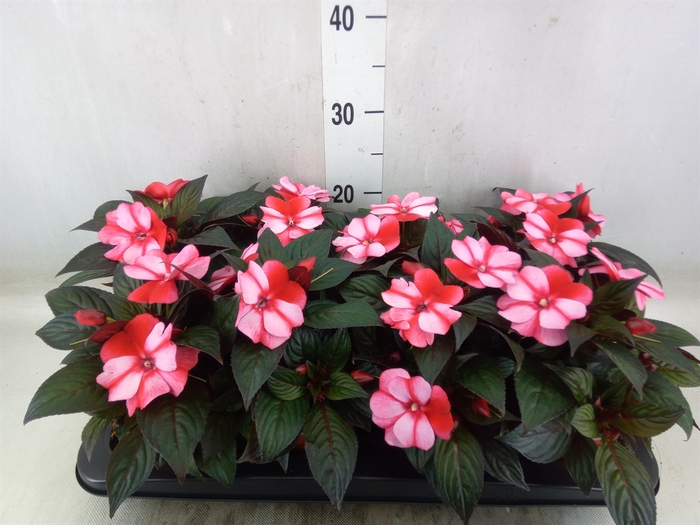 <h4>Impatiens NG 'ColPow Coral Flame'</h4>