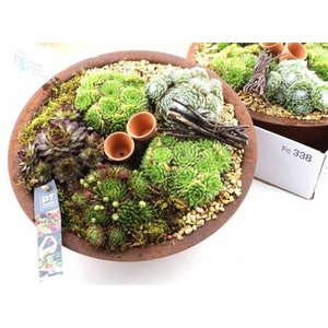 Arr Sempervivum