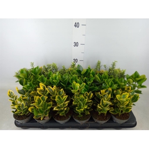 Euonymus japon.   ...mix