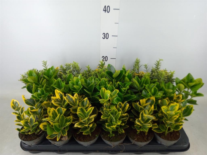 <h4>Euonymus japon.   ...mix</h4>