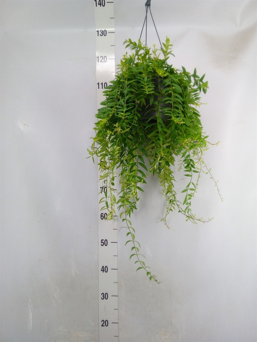 <h4>Aeschynanthus  'Japhrolepis'</h4>