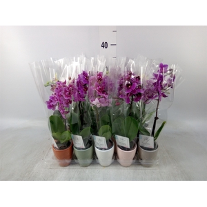 Phalaenopsis   ...mini