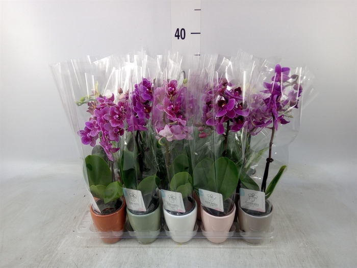 <h4>Phalaenopsis   ...mini</h4>