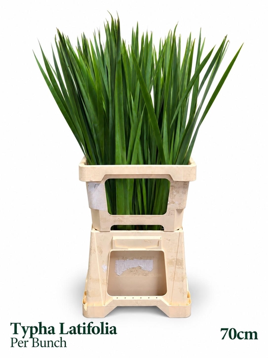 <h4>DECOGROEN OV BS</h4>