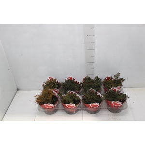 MUSGO RUBY RED C13