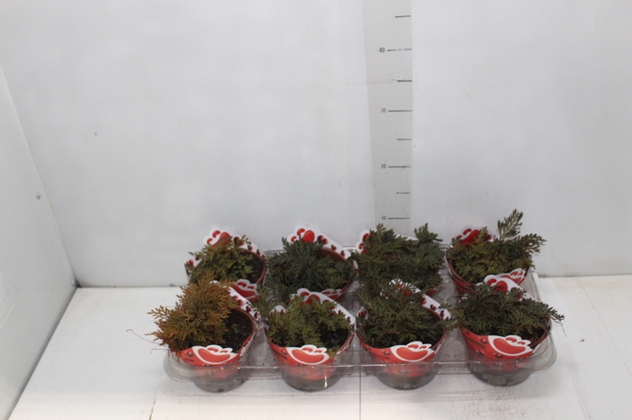 <h4>MUSGO RUBY RED C13</h4>