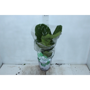 FICUS LYRATA P17