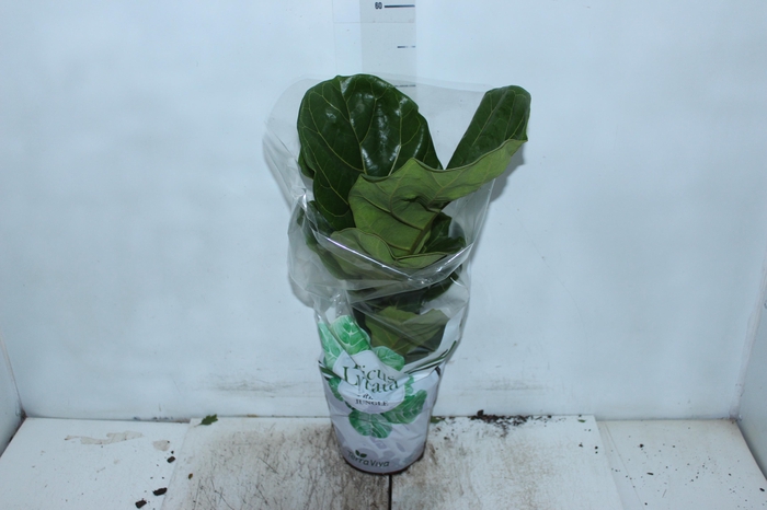 <h4>FICUS LYRATA P17</h4>