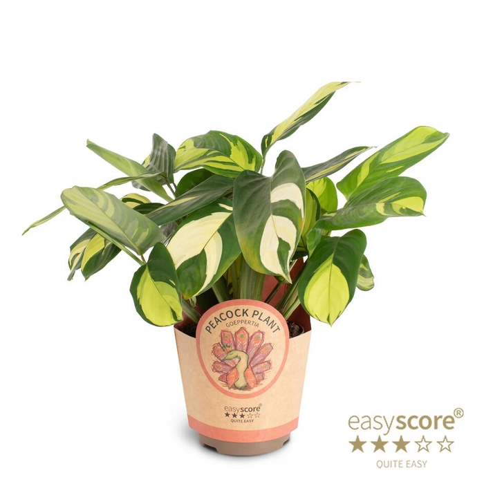 <h4>CALATHEA SPECIES p11 Golden Mosaik paper</h4>